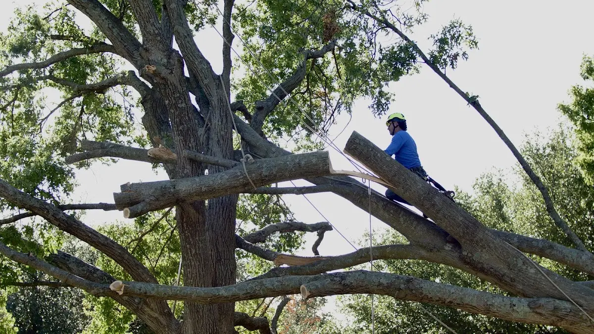 Professional Crown Thinning performed by certified arborists in Troy Grove