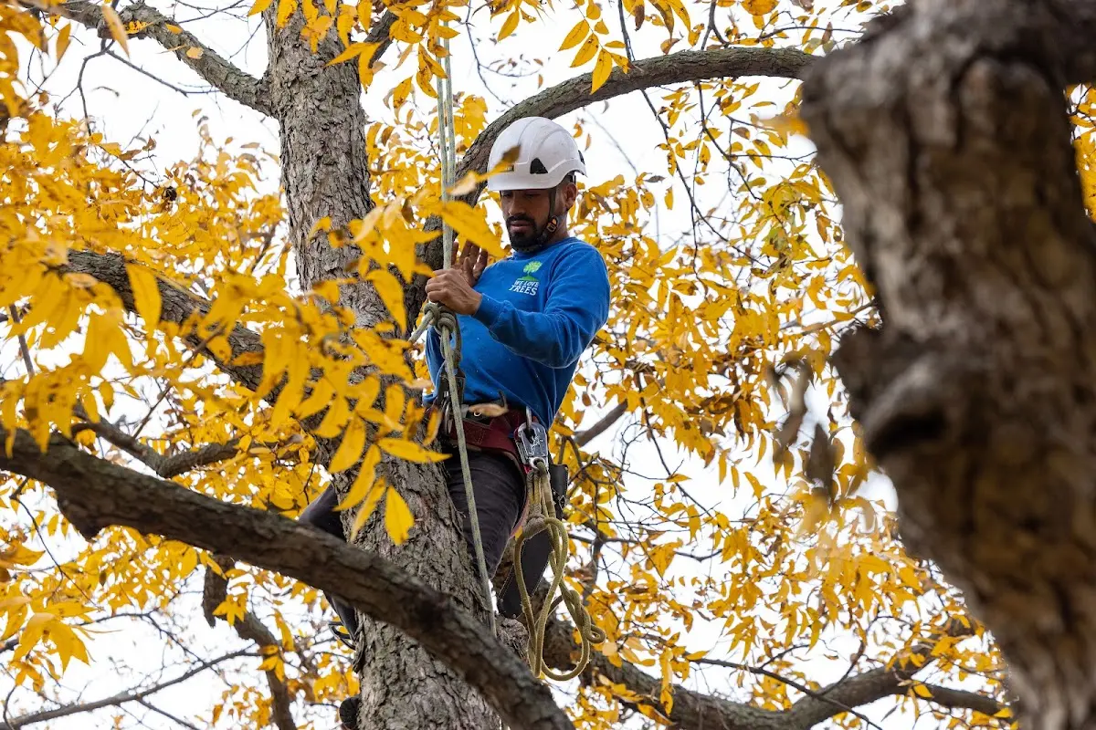 Skilled Tree Transplanting crew working in Troy Grove