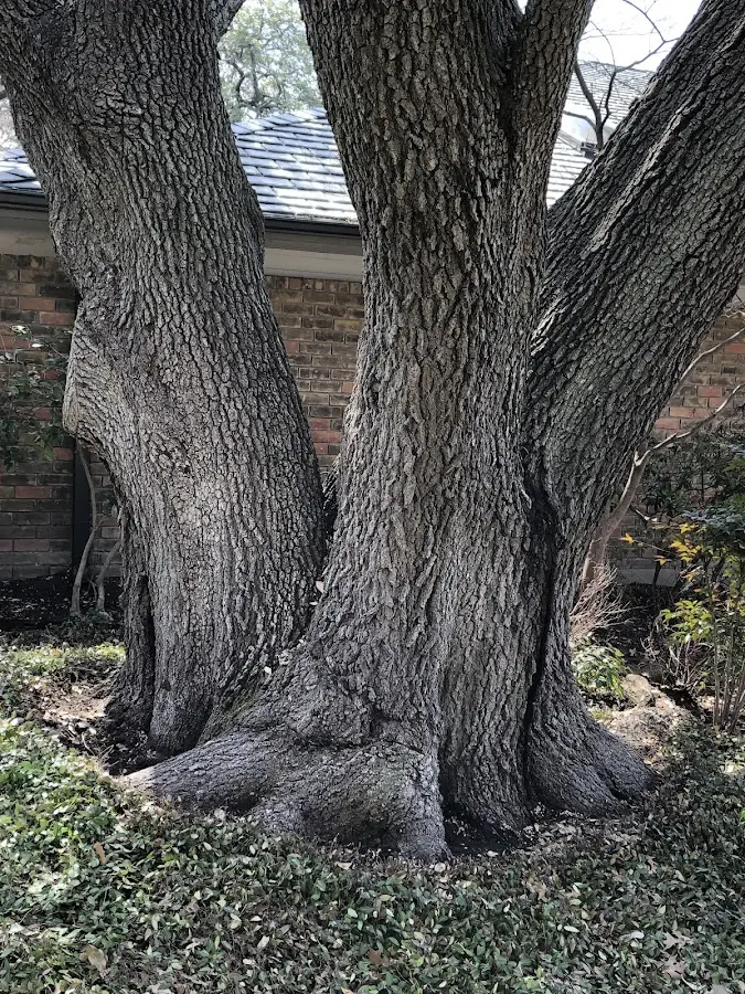 Mature heritage tree close to a Troy Grove property cared for by certified arborists